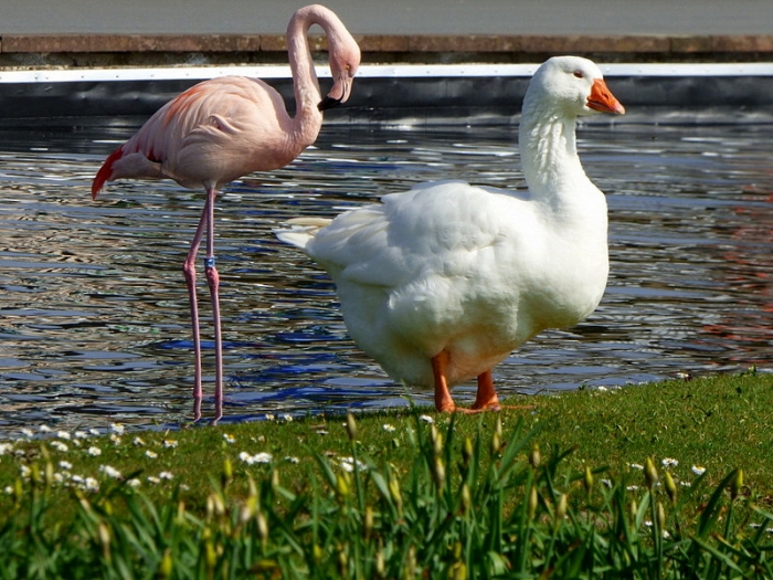 Gans und Flamingo