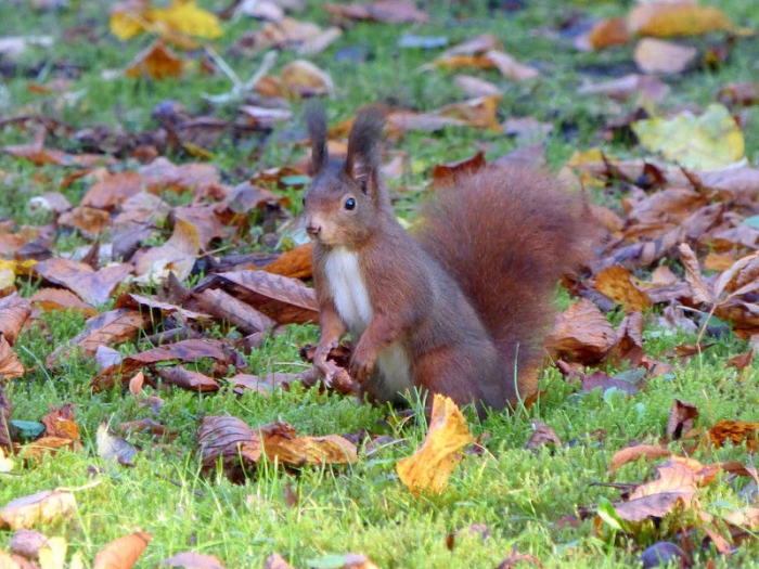 Eichhörnchen