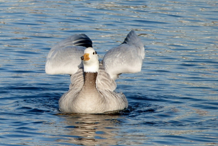 Indische Streifengans