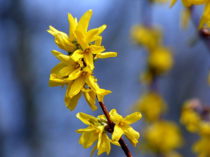 Forsythien