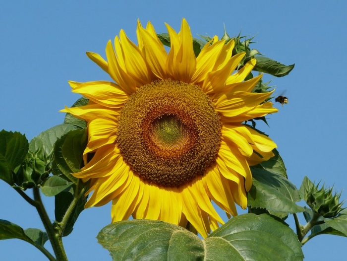 Sonnenblume