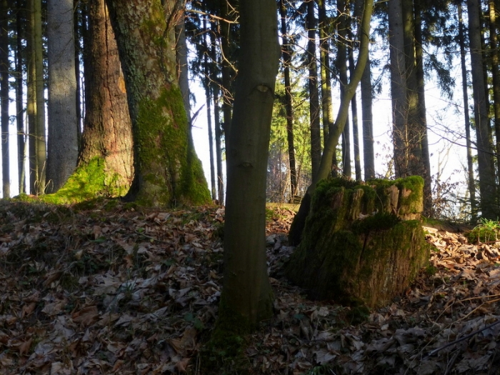 Wald