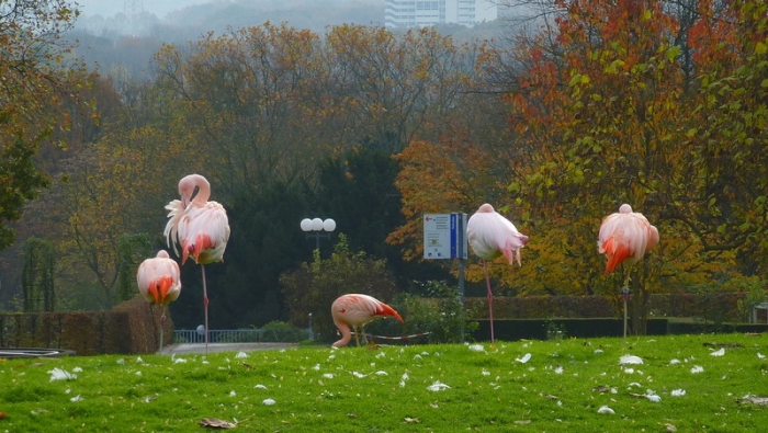 Flamingos