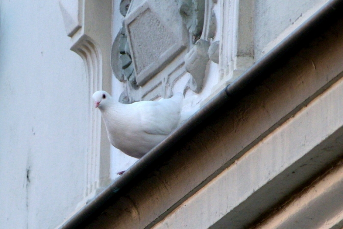 Weiße Taube