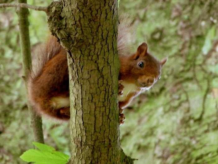 Eichhörnchen