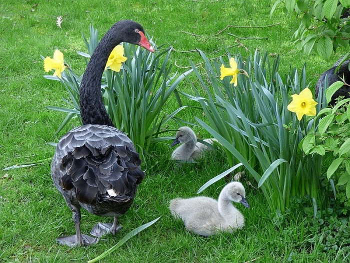 Trauerschwan mit Küken