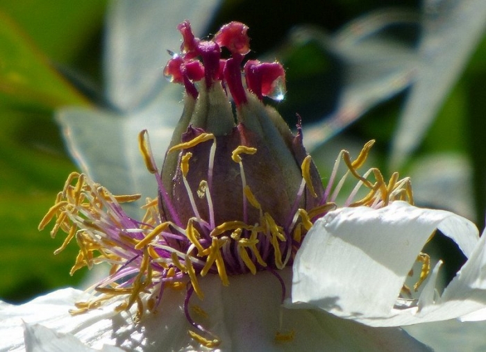 Blütenstempel der Strauchpäonie
