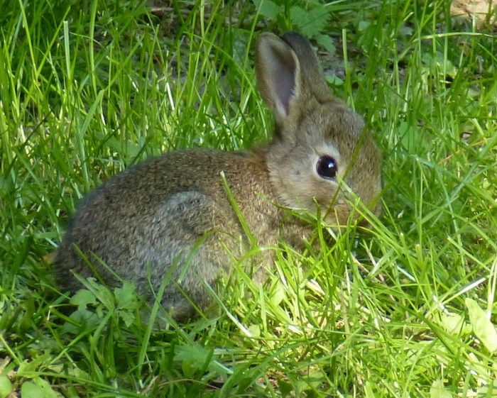 Wildkaninchen
