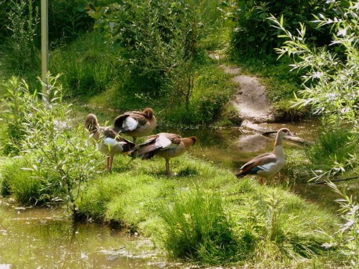 Nilgänse