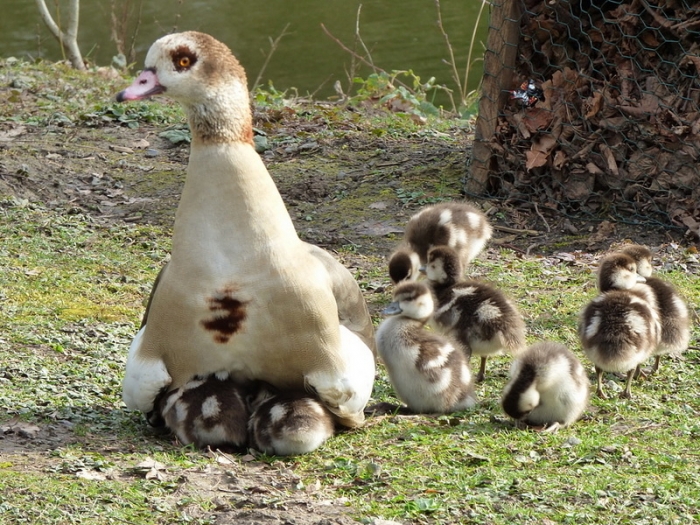 Nilgansmutter und Küken