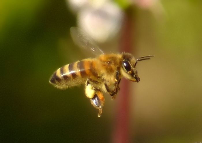 Biene im Flug