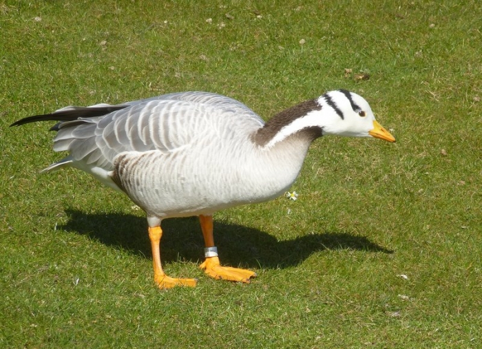 Indische Streifengans