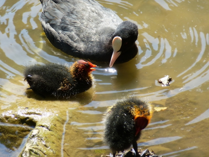 Bläßhuhn mit Küken