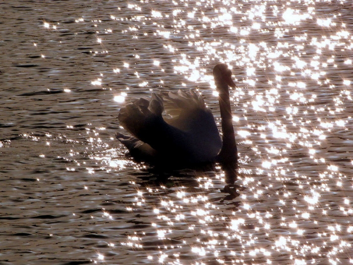Schwan Im Sternenmeer