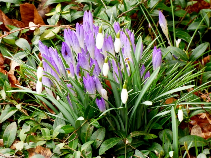 Krokusse und Schneeglöckchen