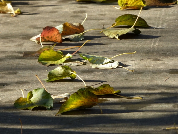 Herbstblätter