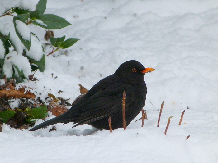 Amsel