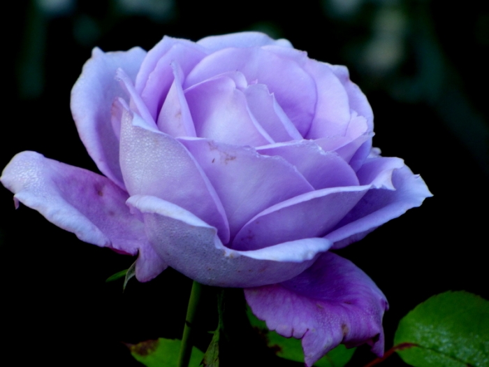Blaue Rose