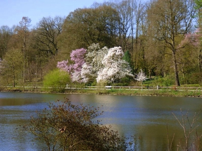 Magnolienbäume im Park