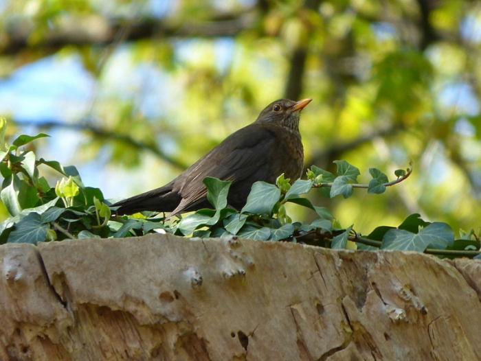 Amsel