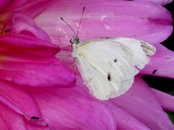 Kohlweißling mit Fliegen