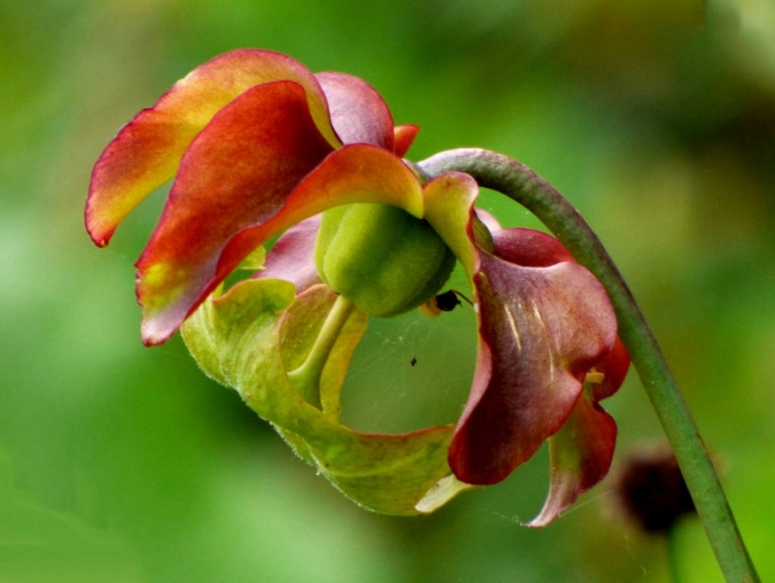 Sarracenia