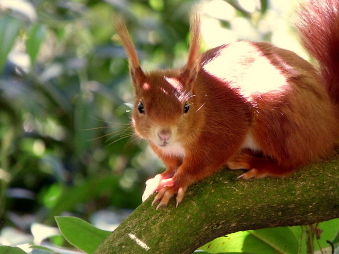 Junges Eichhörnchen