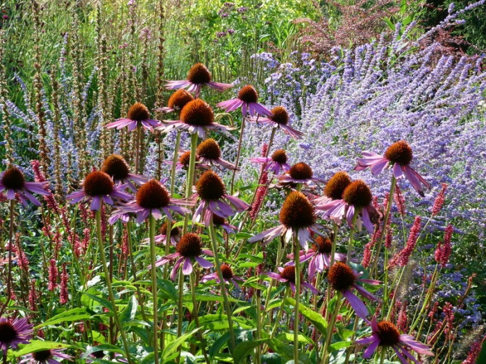 Echinacea