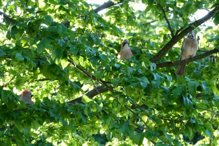 Familie Eichelhäher