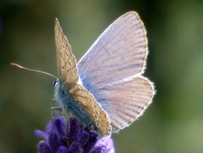 Bläuling