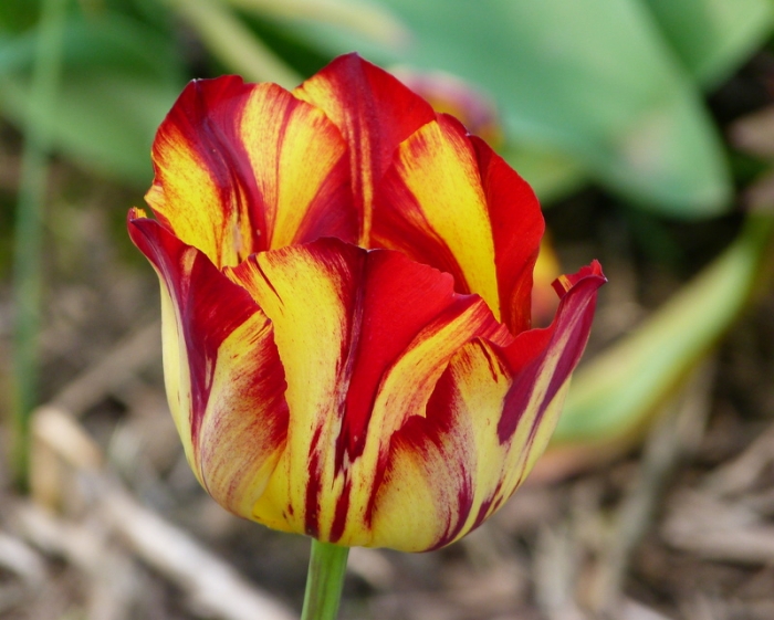 Tulpe