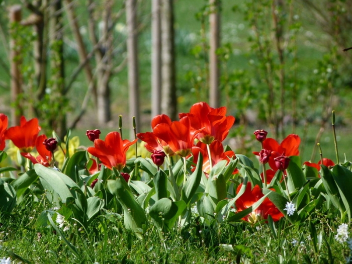 Zwergtulpen