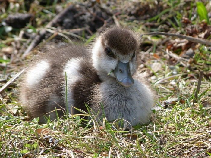Nilgans