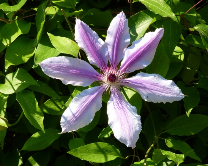Clematis