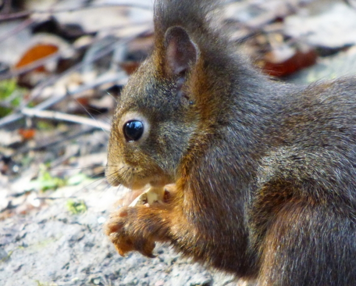 Eichhörnchen