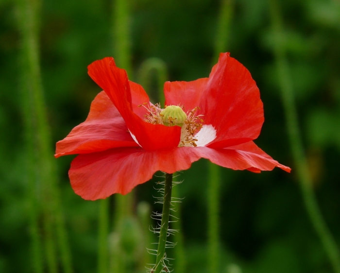 Mohn