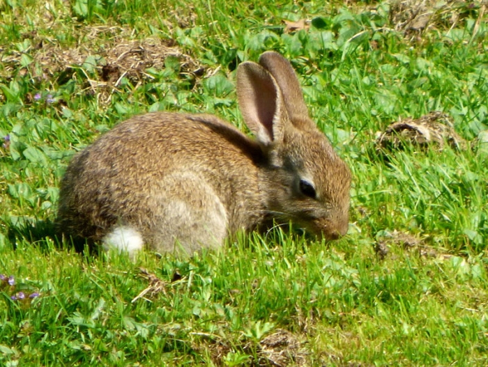 Wildkaninchen