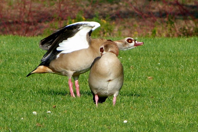 Nilgänse