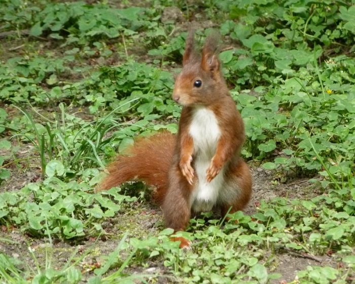 Eichhörnchen