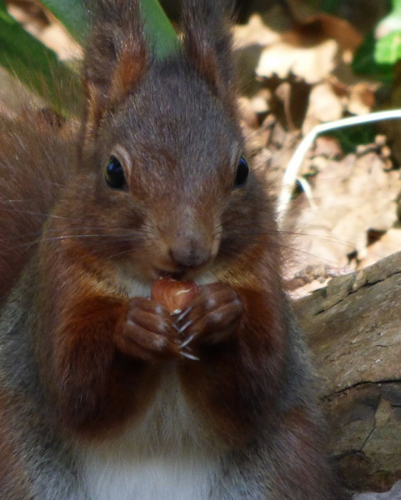 Eichhörnchen