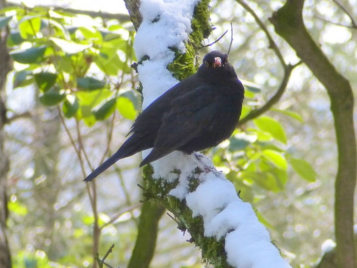 Amsel