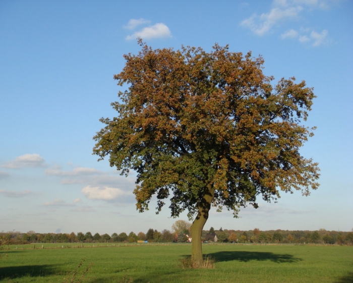 Baum