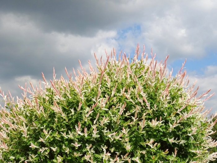 Harlekinweide Hakuro Nishiki