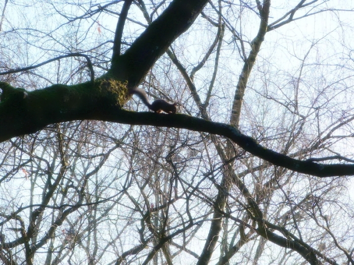 Eichhörnchen im hohen Baum