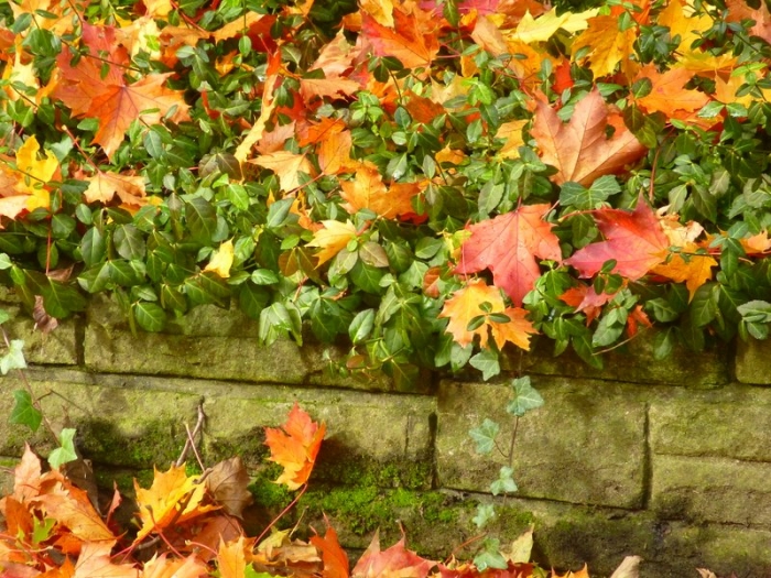 Herbstblätter