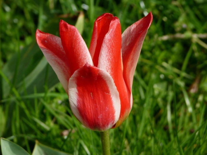 Tulpe