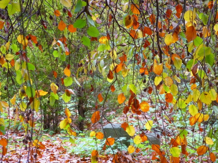 Herbstblaetter