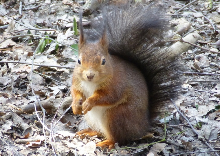Eichhörnchen
