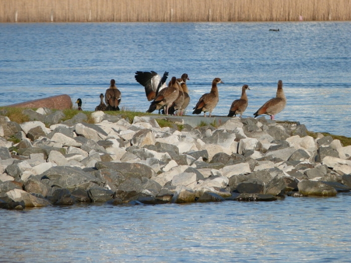 Nilgänse