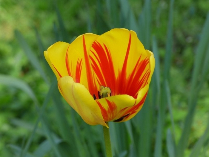 Tulpe
